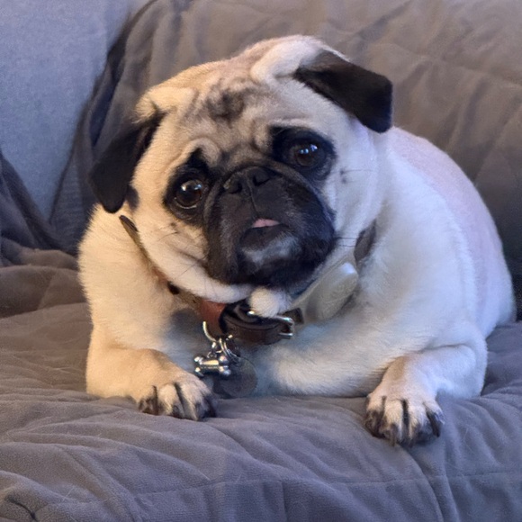 Meet your Posher, Lorraine - Picture 2 of 10